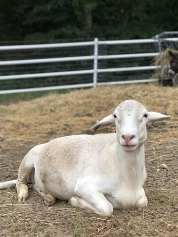 Last week's pet, still available: Akers